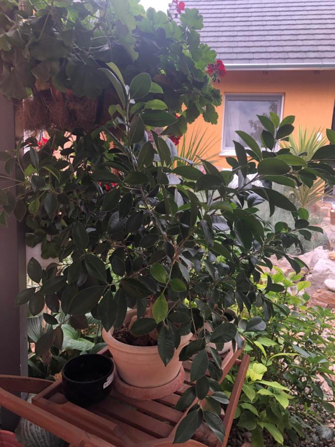 Dália apartman Gyömrő Esterno foto